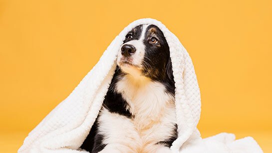 Pet healthcare trends 2019 - Volumetree